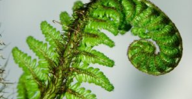 UNFOLD: Psychosis Recovery Study